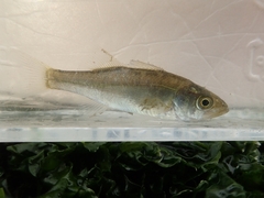 Blackfin Seabass photo 3