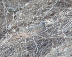 Junco hyemalis mearnsi