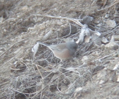 Junco hyemalis mearnsi