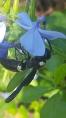 Monobia quadridens
