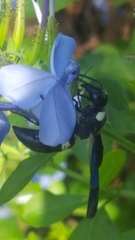 Monobia quadridens