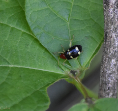 Gynandrobrotica lepida