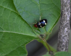 Gynandrobrotica lepida
