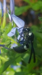 Monobia quadridens