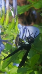 Monobia quadridens