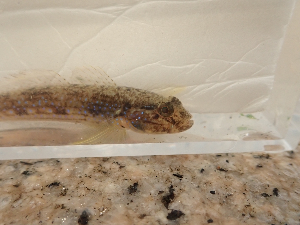 Acentrogobius virgatulus (Jordan & Snyder, 1901)
