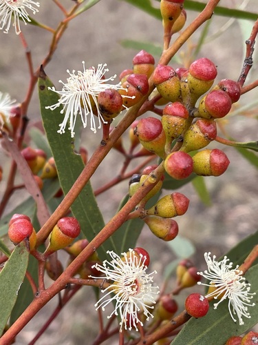 Flat-budded Mallee (Eucalyptus exigua)