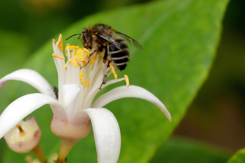 Anthophora nigrociliata