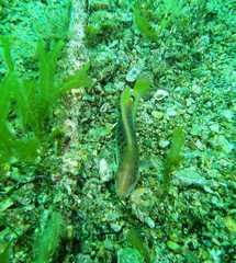 Austrolabrus maculatus