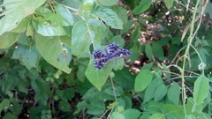 Calydna venusta venusta