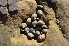 Littorininae