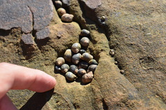 Littorininae