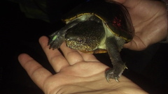 Kinosternon chimalhuaca