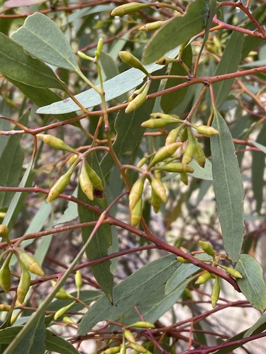 Eucalyptus cylindrocarpa