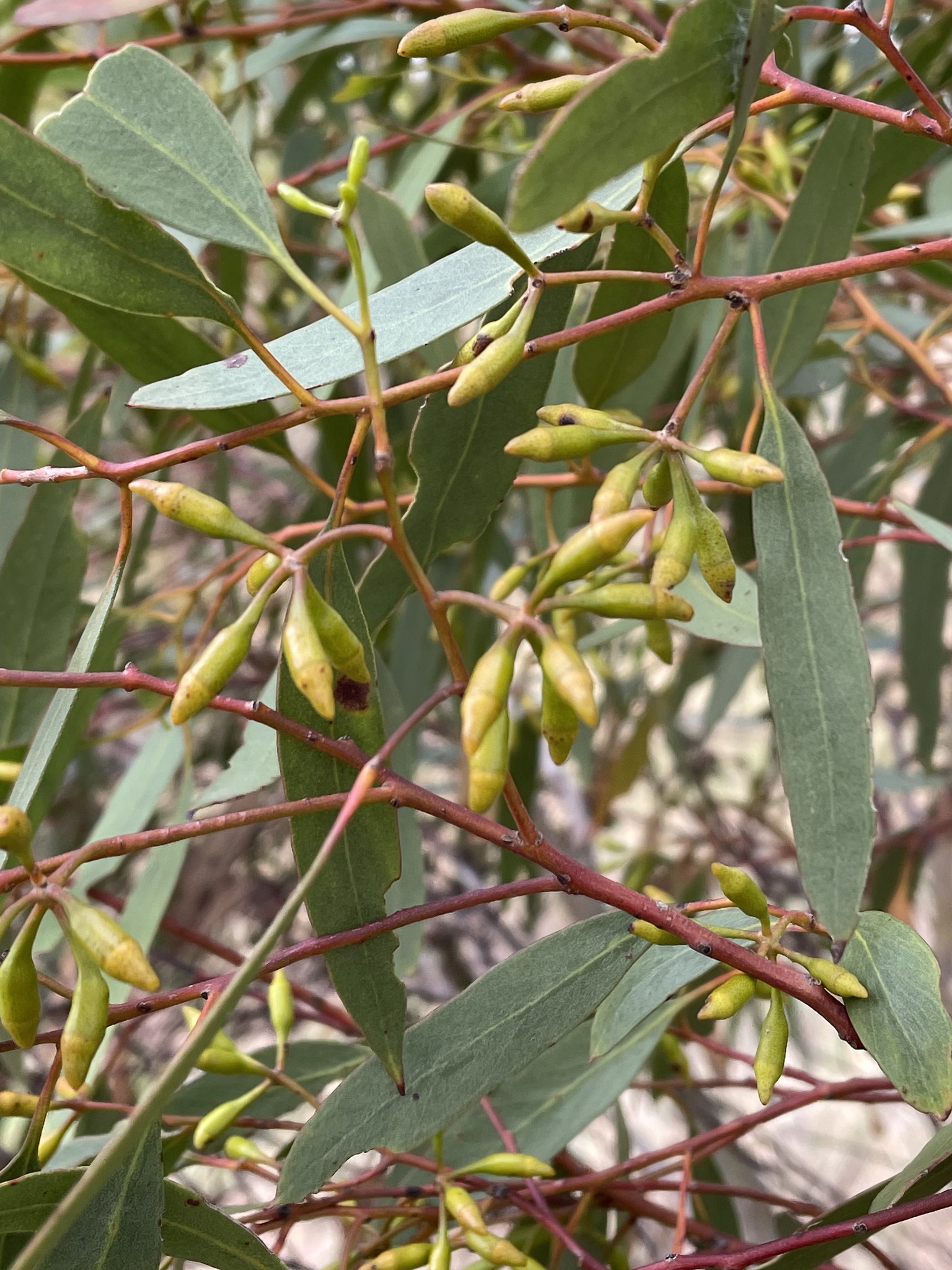 Eucalyptus cylindrocarpa