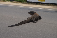 Varanus salvator salvator