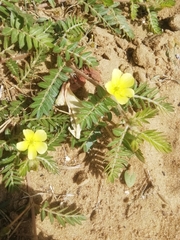 Tribulus terrestris image