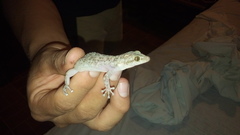 Phyllodactylus lanei