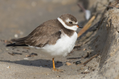 Semipalmated Plover photo 5