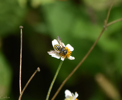 Paranthidium gabbii