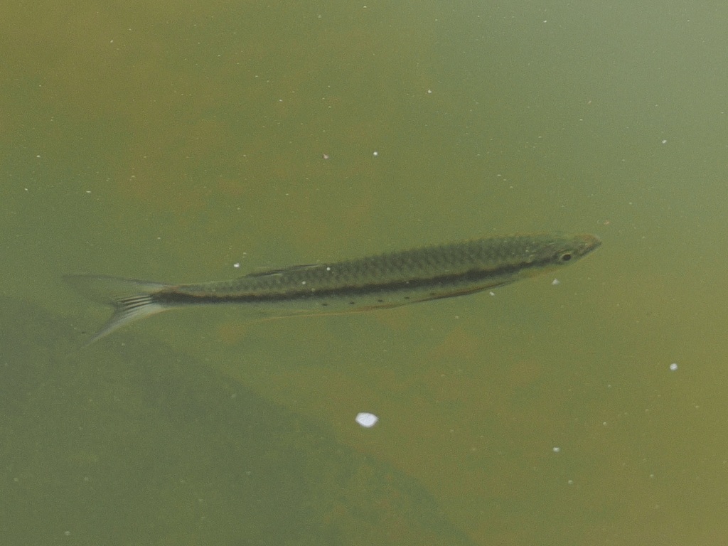 Bornean Apollo Shark