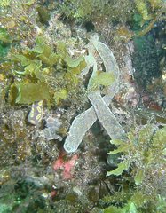 Botrylloides perspicuus