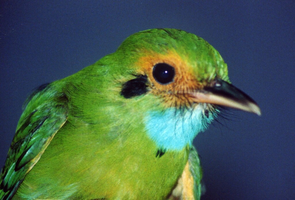 Blue-Throated Motmot