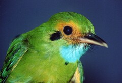 Blue-Throated Motmot photo 1
