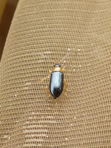 Luperus viridipennis, 2013-05-20
