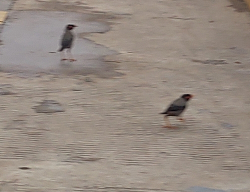Bank Myna (Acridotheres ginginianus), photo 10