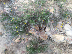 Osteospermum ciliatum