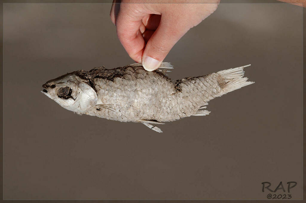 Characin