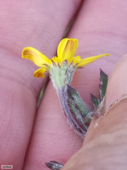 Osteospermum ciliatum