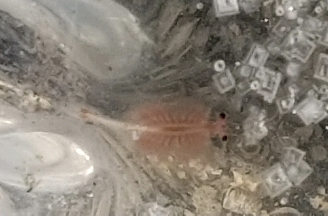 Artemia monica Verrill, 1869