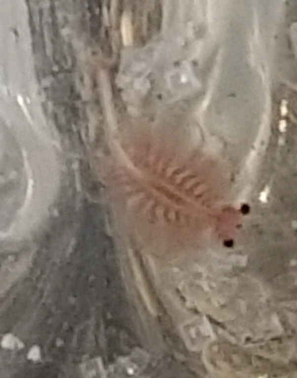 Artemia monica Verrill, 1869