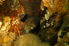 Gymnothorax pseudothyrsoideus