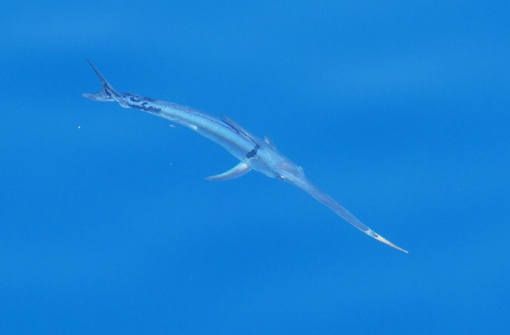 Photo of a Swordfish