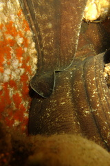 Gymnothorax pseudothyrsoideus