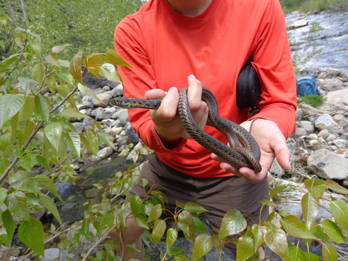 Thamnophis couchii