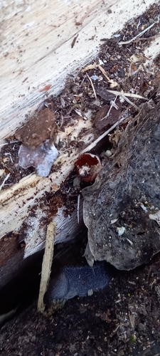 slizniak (Limax)