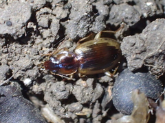Tanystoma maculicolle