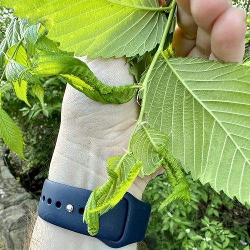 Woolly Elm Aphid photo 4