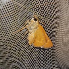 Hesperia meskei