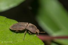 Agrypnus rectangularis
