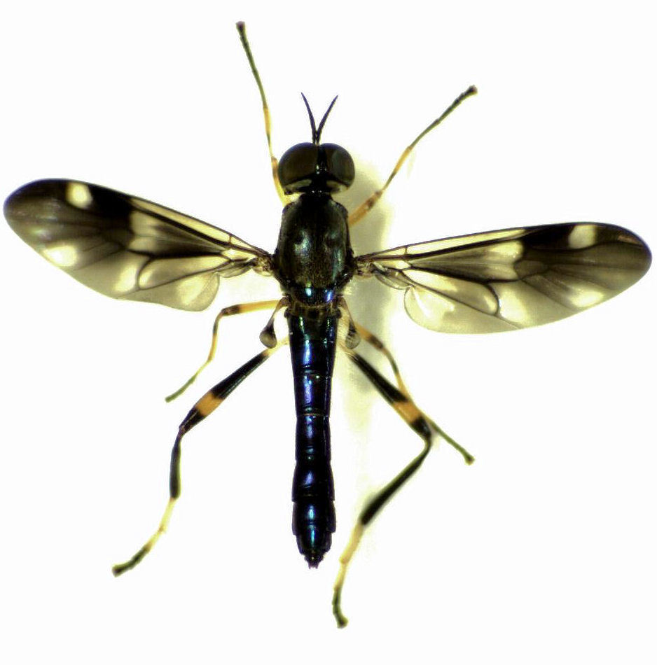Beridinae