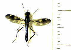 Benhamyia hoheria