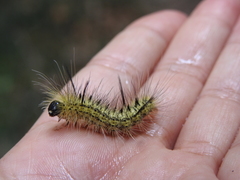 Lophocampa mixta