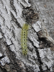 Lophocampa mixta