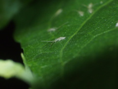Entomobryoidea