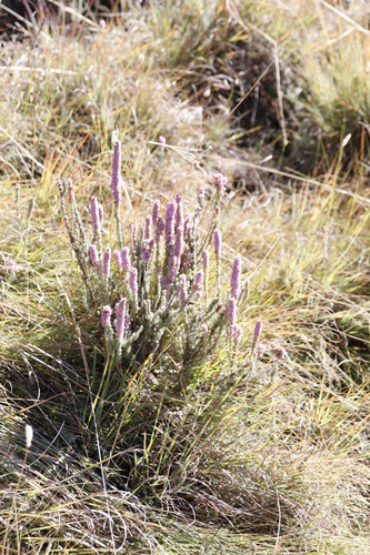 Image of Erica alopecurus by (c) Tony Rebelo, some rights reserved (CC BY-SA)